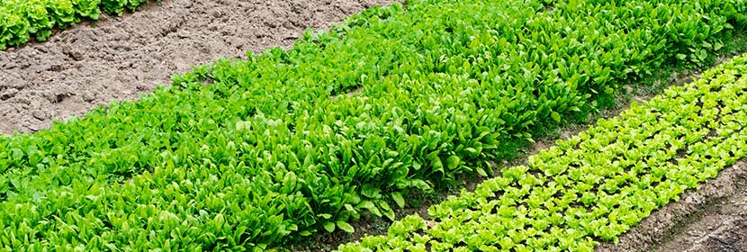 管道(陰極保護(hù)系統(tǒng))檢測(cè)