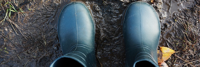 自發性微型巴馬小型豬