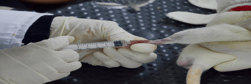 骨植入試驗(yàn)