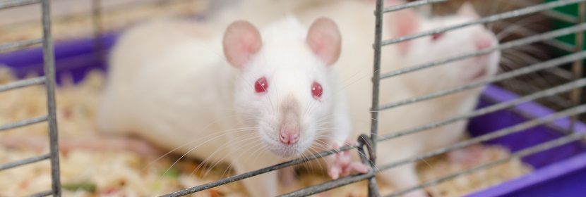 化妝品細菌回復(fù)突變試驗