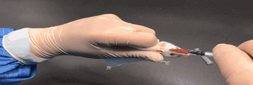 皮下植入試驗(yàn)