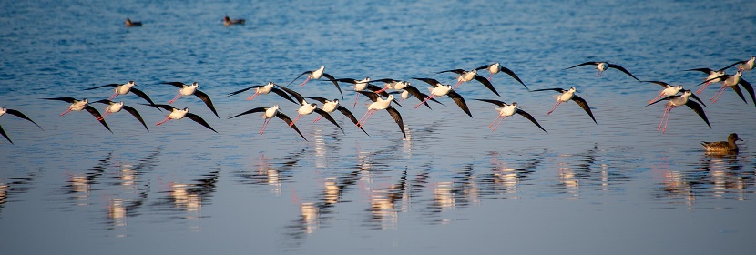 鳥類資源調(diào)查